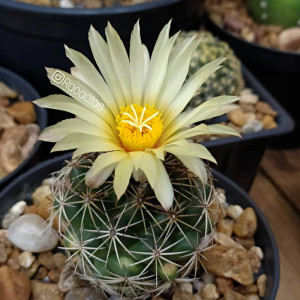 树上星辰    古镜丸仙人球实生顶花球属 易养多肉植物
