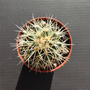 金虎仙人球实生仙人掌多肉植物硬刺开花小盆栽 办公室桌面防辐射