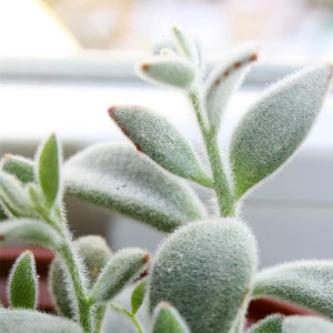 闪光兔耳群生老桩一物一拍 毛茸茸伽蓝菜属多肉植物盆栽