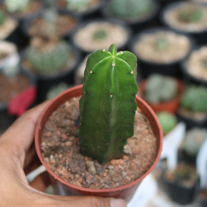 紫翠虾仙人柱稀缺开紫花无刺不扎手仙人球好养活易度夏桌面小盆栽