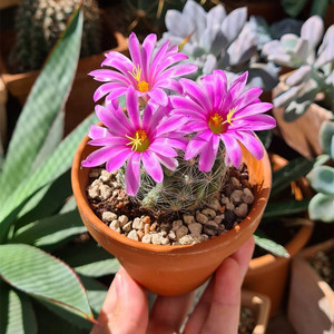 樱富士仙人球实生开花美明日之光进口精品仙人掌类植物盆栽多肉花