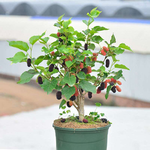 桑葚苗四季盆栽室内桌面桑树苗带果庭院阳台种植果树当年结果