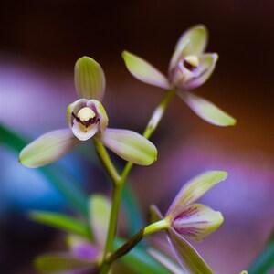 【兰花红宋梅】兰花红宋梅品牌,价格 - 阿里巴巴