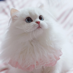 英国短毛猫银点长毛纯种幼崽矮脚猫短腿小猫小奶猫幼猫咪活物宠物