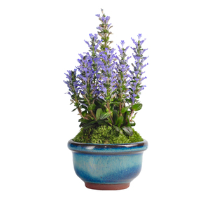 姬十二单山野草筋骨草巧克力片绿植花卉盆栽盆景迷你室内书房