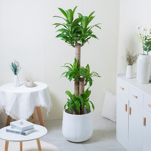 艺植艺品巴西木大型幸运木盆栽室内客厅办公室吸甲醛植物网红绿植