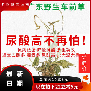 新货野生排酸新鲜500包邮车前草颗粒g袋泡茶干货车钱冲剂草整带籽