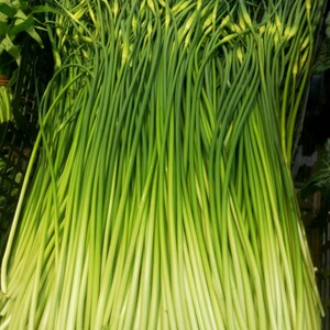 徐州邳州本地新鲜蒜苔本山东新沂当季青蒜苔现拔现发