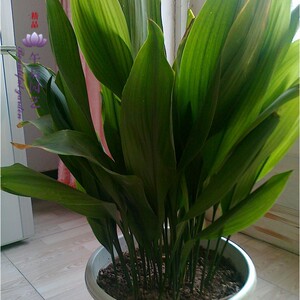 一叶兰盆栽 客厅室内水培观叶植物花卉 四季常青绿植盆景净化空气