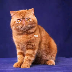 加菲猫纯种宠物猫幼崽活幼体异国短毛猫橘色包子脸赛级血统小猫咪