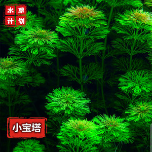 小宝塔大宝塔新手水草无需二氧化碳ada造景水草生态缸水草淡水