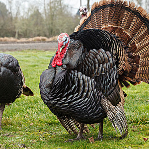 尼古拉特大700系青铜超大火鸡种蛋受精蛋大型宠物纯种鸡蛋可孵化