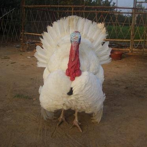 尼古拉700系火鸡