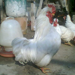 白色元宝鸡种蛋受精蛋小型矮脚鸡玲珑鸡泰国矮脚鸡金元宝20枚包邮