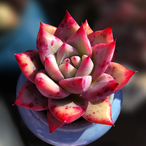 野卡原卡原始卡罗拉仙气多肉植物一物一拍迷你盆栽礼物向阳派