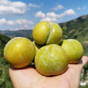 【顺丰空运】贵州安顺六马蜂糖李子新鲜水果现摘整箱大果6斤礼盒