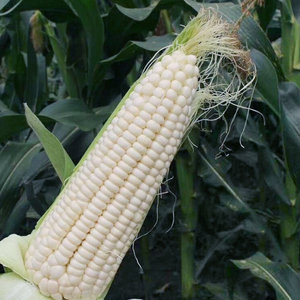 京科糯2000玉米种子高产四季播粘玉米白彩甜糯超甜杂交大田种籽