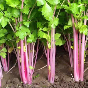 红芹菜