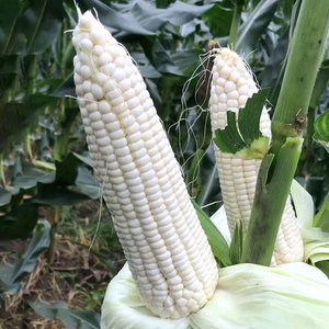 笨大棒玉米种子老玉米笨玉米种籽白马牙杂粮解放前老棒子可以留种