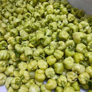 广西泡椒新品种 大果灯笼椒种子 辣椒酿种子皮薄空心白玉辣椒种子