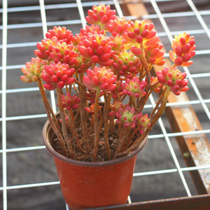 超大颗虹之玉锦老桩多肉植物稀有花盆栽办公室阳台绿植防辐射精品