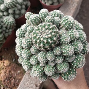 开花樱花罗星丸仙人球裸萼球属群生多头易群花阳台盆栽多肉植物