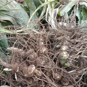 贵州草药全草鲜货九子连环草虾脊兰 珠串珠 500g包邮