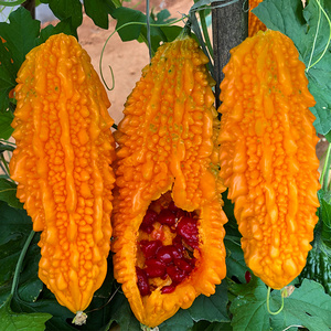 癞瓜水果新鲜赖葡萄果金铃子苦瓜小癞瓜农家特产1斤装顺丰