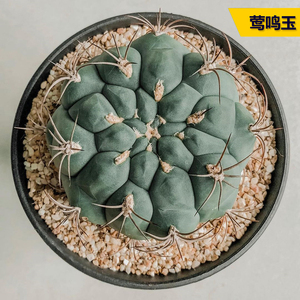 丛野 |实生莺鸣玉仙人球实生强刺球多肉植物防辐射阳台盆栽仙人掌