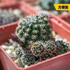 丛野 | 方便面仙人球开花趴刺不扎手乌艳丸仙人掌多肉桌面小盆栽