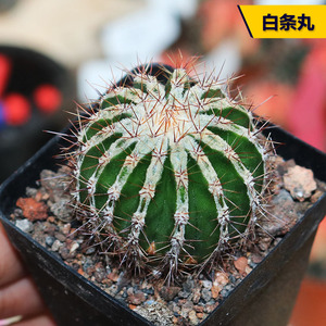 丛野 |白条丸白城西瓜球尤博球属仙人球稀有仙人掌桌面办公小盆栽