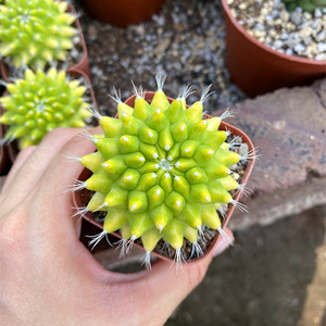 银春锦多肉开花仙人球桌面防辐射仙人掌类多肉植物小盆栽花卉绿植