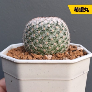 丛野 | 希望丸实生仙人球硬刺开花好养仙人掌多肉办公室内小盆栽