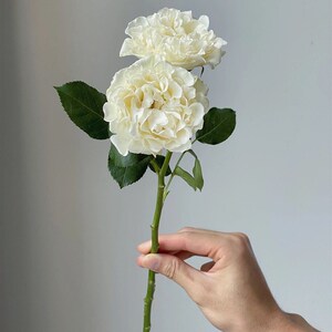 铃兰家 | 新娘蕾丝 肯尼亚20b21超新品多头玫瑰花苗盆栽纯白月季