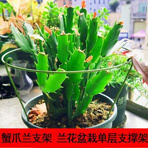 蟹爪兰支架花架支撑架子阳台种植架室内盆栽花卉植物攀爬铁艺支撑