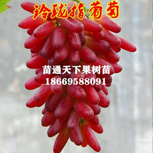 果树果苗新品种玲珑指葡萄苗早熟大葡萄树苖南方北方种植当年结果