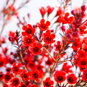 700人付款淘宝红色澳梅鲜切花国产家用插花水养办公室腊梅鲜花可做