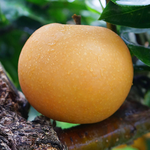 李家发旗舰店天猫新鲜梨子水果10斤黄皮皇冠梨苹果梨非湖南甘肃象山