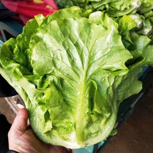 意大利全年生菜王种子种籽大全四季蔬菜阳台菜种孑籽种菜籽奶油苗