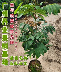 广州正宗嫁接当年结果石峡龙眼树苗特大果四季龙眼果树苗盆栽树苗
