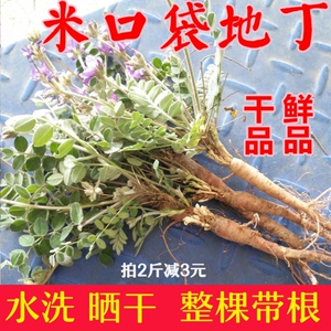 地丁中药材山区甜地丁萝卜地丁紫花地丁草布袋米口袋全草晒干新鲜