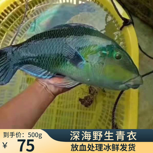 码头现发 青衣鱼 新鲜三牙鱼500克刺身深海鱼活冻海鲜水产包邮