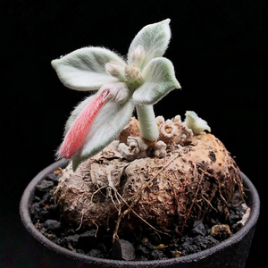 断崖女王 块根 多肉植物 奇趣 sinningia leucotricha