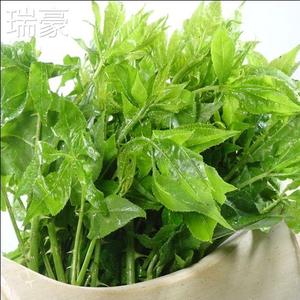 四川鲜野菜七尖vmj 苦刺勒菜簕菜苦刺心白簕鲜嫩菜三加叶1新/月2