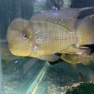 起头和尚关刀 南美慈鲷 白子红眼 南美食土鲷 热带观赏鱼活体淡水