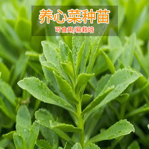 养心菜种子高钙救心菜种子可食用野菜春秋四季播阳台盆栽蔬菜种籽