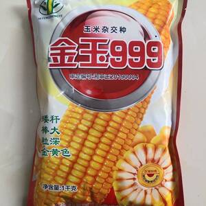 甘肃金玉999饲料玉米种子杂交矮杆大棒穗轴红色半马齿型抗倒伏1kg