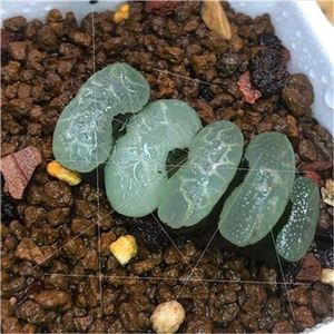 新品野系海蓝之玉扇浮藻t新海a野d白玉k扇十二卷多肉植物蓝品盆