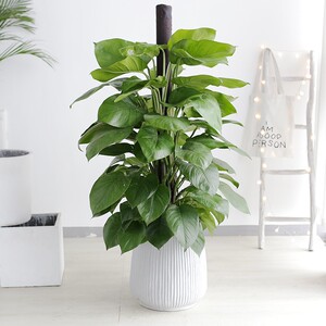 新品植玉绿萝柱盆栽室内吸厅植物办公室客甲醛绿t似北欧风绿萝柱