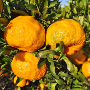 特大果 云南高原椪柑橘现摘 新鲜水果 净重5斤8斤结子 非四川丑橘